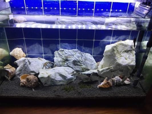 40魚缸養什么魚好:魚缸養魚的注意事項 魚缸百科 第2張 40魚缸養什么魚好:魚缸養魚的注意事項 40魚缸養什么魚好:魚缸養魚的注意事項 魚缸百科 第2張