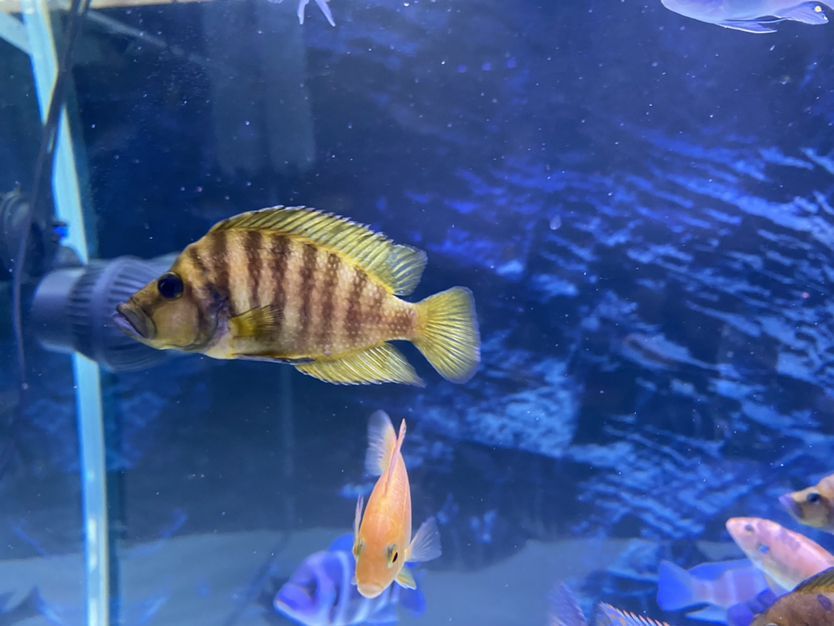 邯鄲魚缸廠家電話號(hào)碼多少啊（ 邯鄲哪里有賣水缸的）