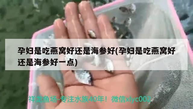 孔雀魚和龍魚混養可以嗎圖片欣賞（龍魚和什么魚一起混養） 孔雀魚和龍魚混養可以嗎圖片欣賞（龍魚和什么魚一起混養） 速倍妥魚糧魚藥 第1張