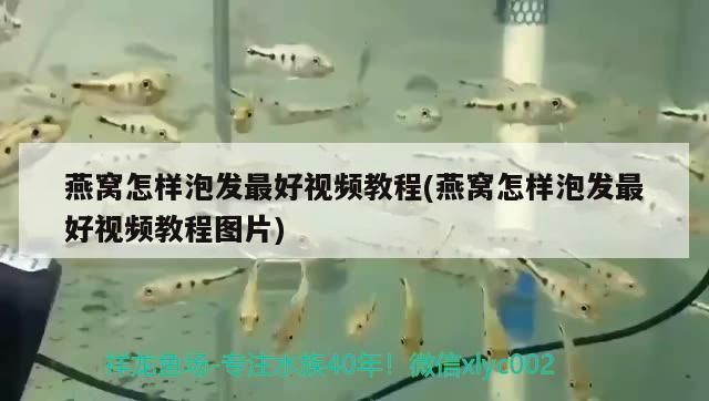 孔雀魚和龍魚混養可以嗎圖片欣賞（龍魚和什么魚一起混養） 孔雀魚和龍魚混養可以嗎圖片欣賞（龍魚和什么魚一起混養） 速倍妥魚糧魚藥 第2張