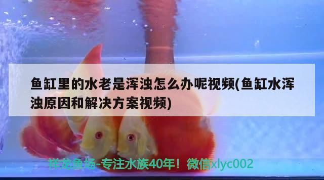魚缸里的水老是渾濁怎么辦呢視頻(魚缸水渾濁原因和解決方案視頻)