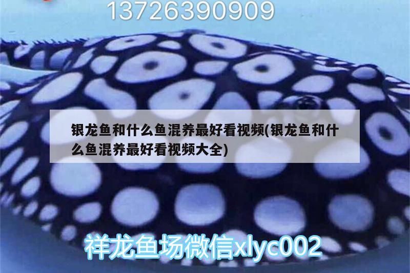 銀龍魚(yú)和什么魚(yú)混養(yǎng)最好看視頻(銀龍魚(yú)和什么魚(yú)混養(yǎng)最好看視頻大全)