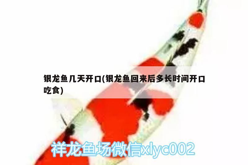 銀龍魚幾天開口(銀龍魚回來后多長時間開口吃食) 銀龍魚幾天開口(銀龍魚回來后多長時間開口吃食) 銀龍魚百科