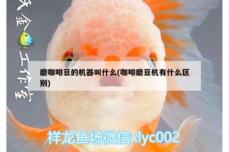磨咖啡豆的機器叫什么(咖啡磨豆機有什么區別)