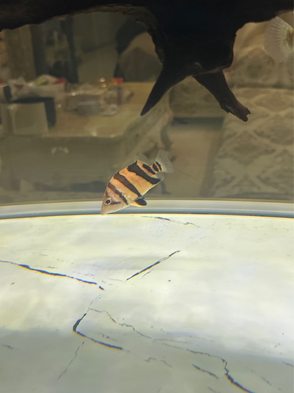 虎魚眼睛有小白點(diǎn) 虎魚眼睛有小白點(diǎn) 龍魚論壇