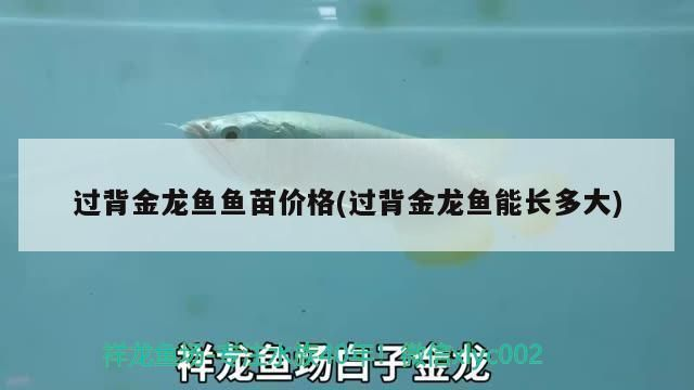 詳細描述一下龍魚村的民風民俗，貴州黔東南的龍魚村
