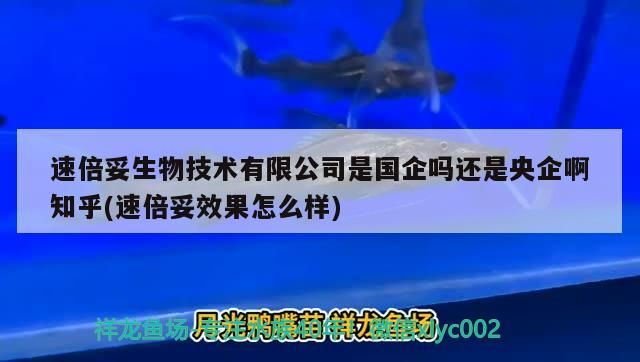 速倍妥生物技術有限公司是國企嗎還是央企啊知乎(速倍妥效果怎么樣) 速倍妥生物技術有限公司是國企嗎還是央企啊知乎(速倍妥效果怎么樣) 速倍妥