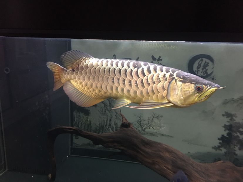 佛山魚缸清洗服務中心地址在哪里啊（家里魚缸增氧泵聲音大！想買個超靜音的增氧）
