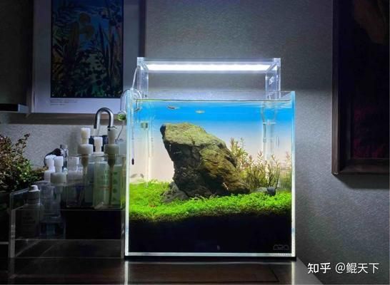 觀賞魚陸續死亡的原因（觀賞魚死亡的幾種原因）