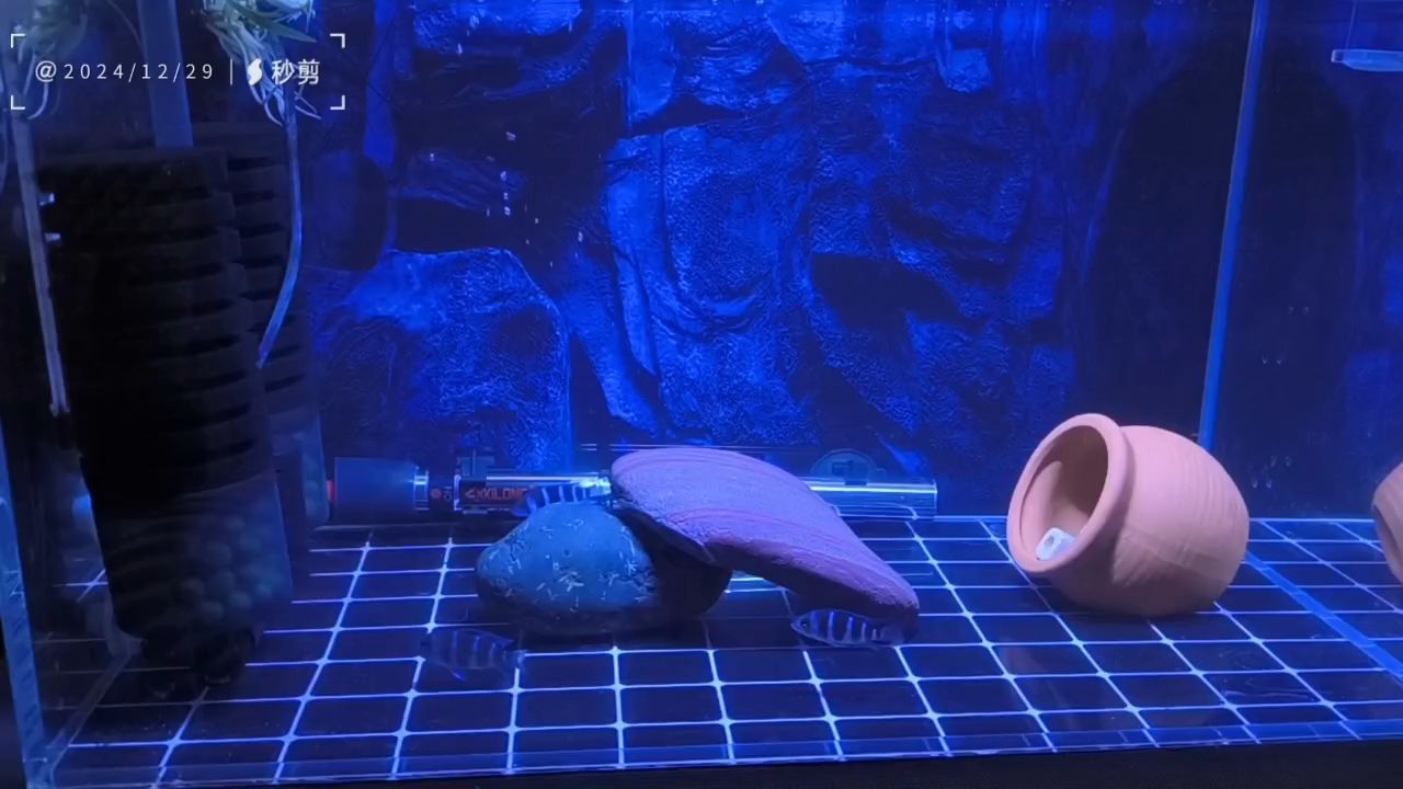 換一盞燈 換一盞燈 龍魚論壇