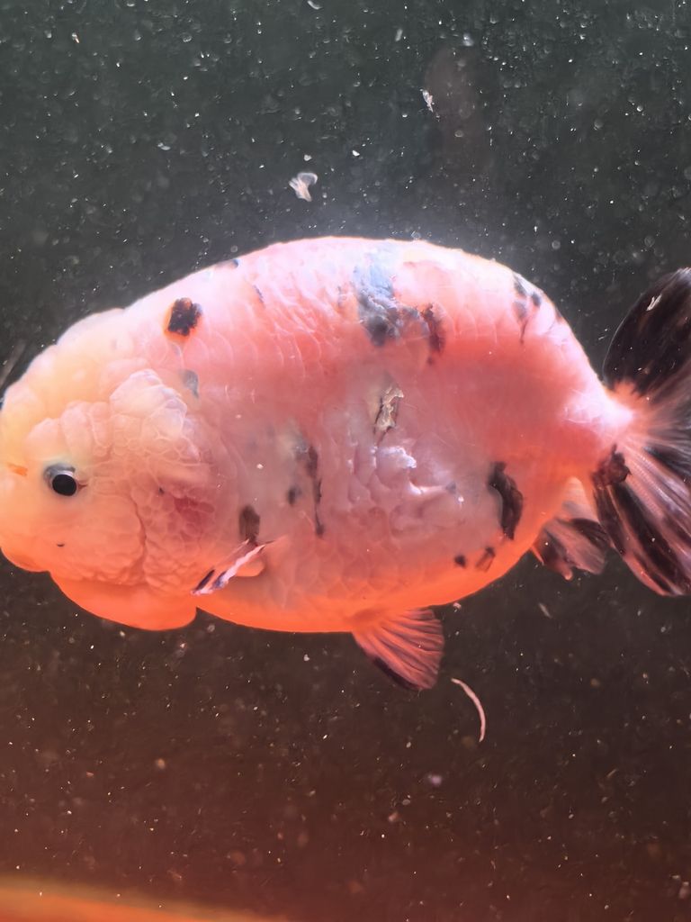 進了一條魚養了一周生病了