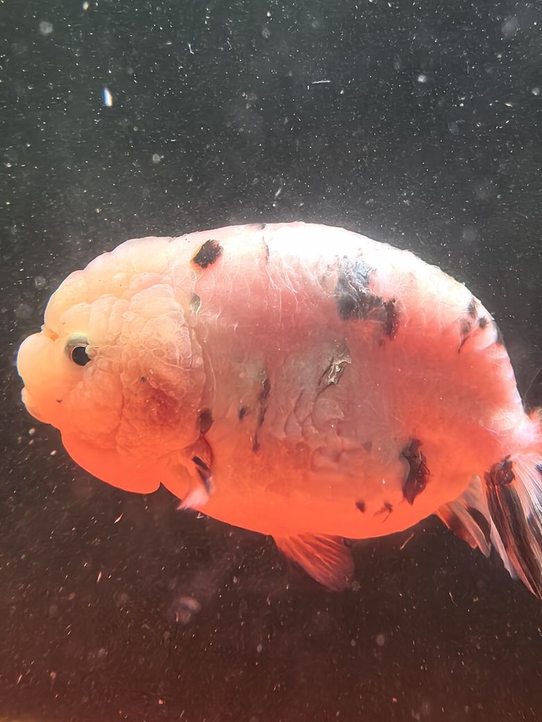 進了一條魚養了一周生病了