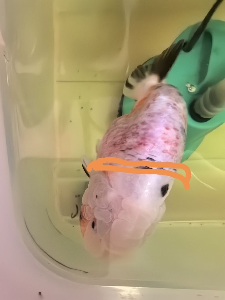 進了一條魚養了一周生病了