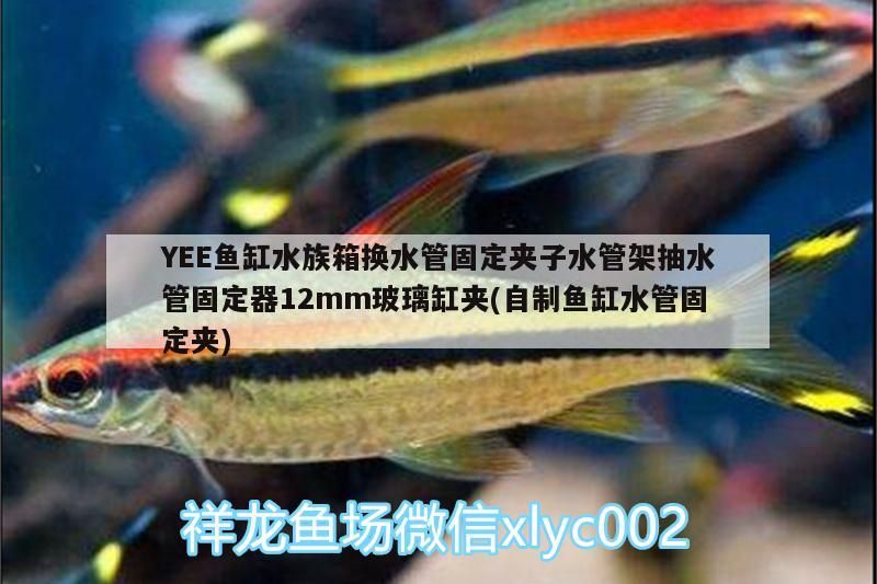魚缸用增氧泵價格是多少:魚缸增氧機-xtrac增氧機-xtrac增氧機 YEE魚缸水族箱換水管固定夾子水管架抽水管固定器12mm玻璃缸夾(自制魚缸水管固定夾) yee YEE魚缸水族箱換水管固定夾子水管架抽水管固定器12mm玻璃缸夾(自制魚缸水管固定夾) YEE魚缸水族箱換水管固定夾子水管架抽水管固定器12mm玻璃缸夾(自制魚缸水管固定夾) yee
