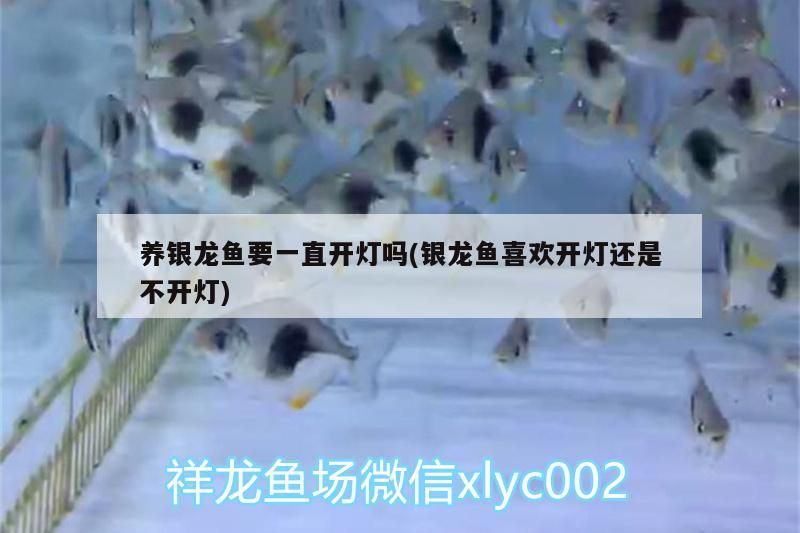 養(yǎng)銀龍魚要一直開燈嗎(銀龍魚喜歡開燈還是不開燈) 養(yǎng)銀龍魚要一直開燈嗎(銀龍魚喜歡開燈還是不開燈) 銀龍魚百科