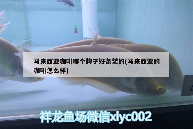 馬來西亞咖啡哪個(gè)牌子好條裝的(馬來西亞的咖啡怎么樣)