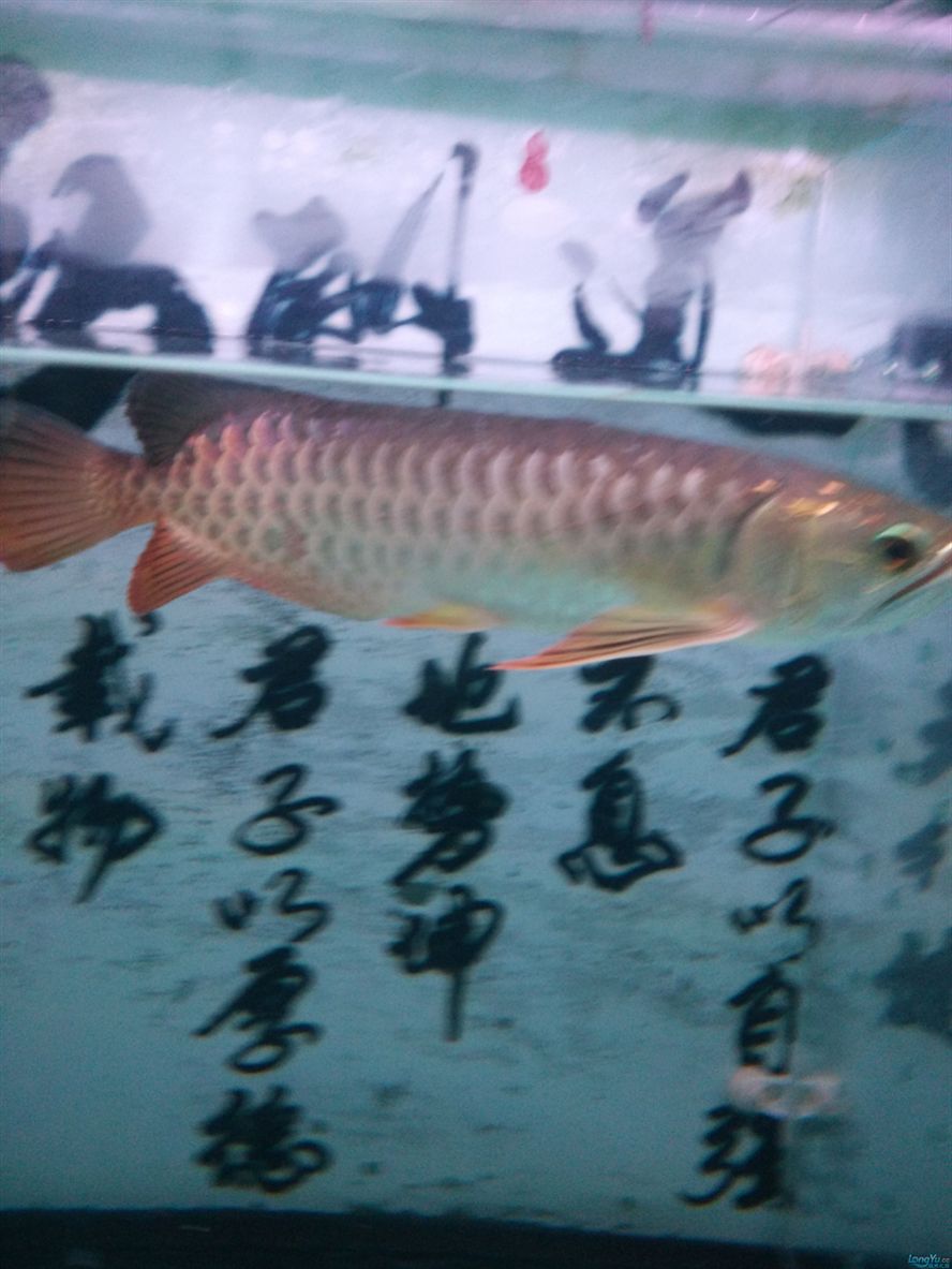 魚疼我?更疼 銀龍魚百科 第1張 魚疼我?更疼 魚疼我?更疼 銀龍魚百科 第1張