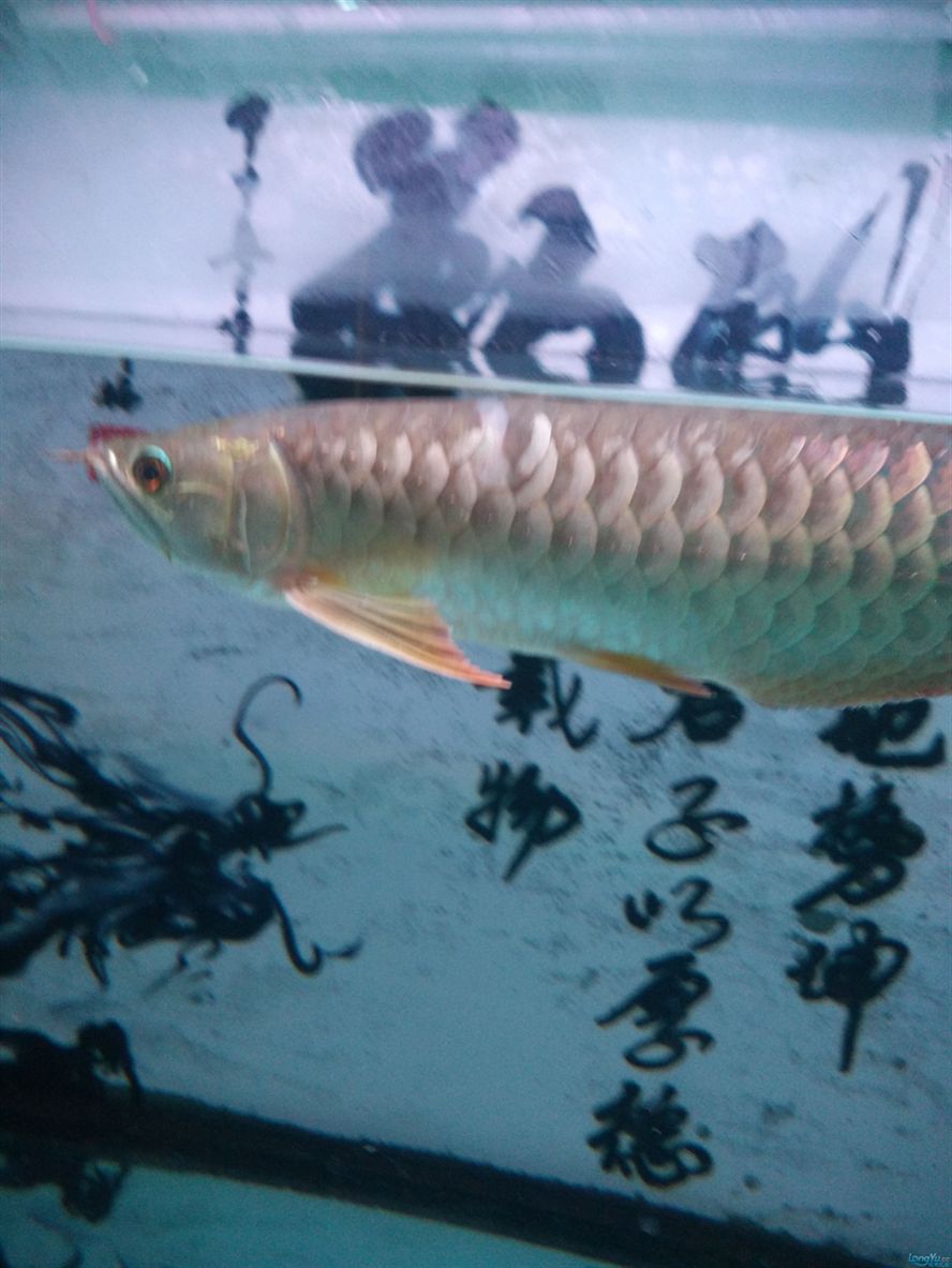 魚疼我?更疼 銀龍魚百科 第2張 魚疼我?更疼 魚疼我?更疼 銀龍魚百科 第2張