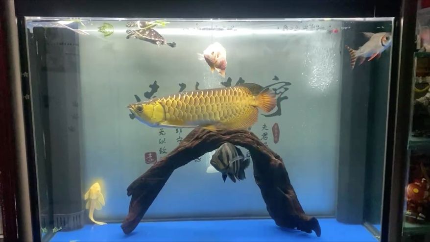 換水打卡 換水打卡 龍魚論壇