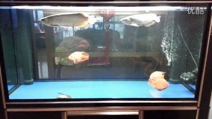 珍珠魟魚需要多大的缸才能繁殖：珍珠魟魚繁殖所需的魚缸大小