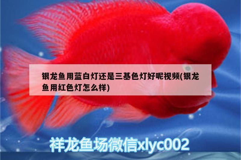 銀龍魚用藍(lán)白燈還是三基色燈好呢視頻(銀龍魚用紅色燈怎么樣)