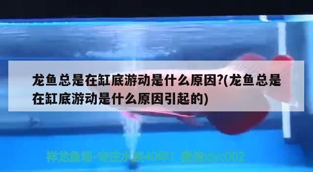 紅龍魚老在缸下層游是什么原因？：紅龍魚在缸下層游動可能由水質波動、寄生蟲感染或環境因素引起