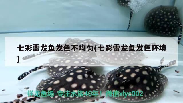 七彩雷龍魚發(fā)色不均勻(七彩雷龍魚發(fā)色環(huán)境) 七彩雷龍魚發(fā)色不均勻(七彩雷龍魚發(fā)色環(huán)境) 速倍妥魚糧魚藥