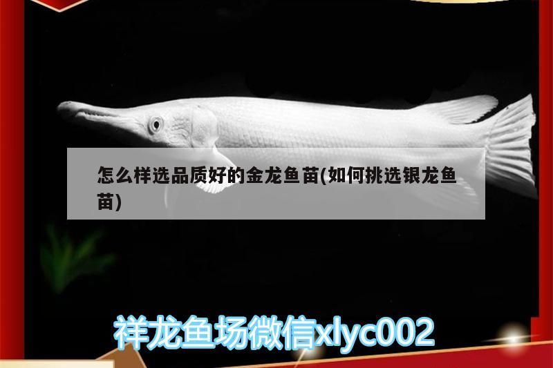 過背金龍魚 怎么樣選品質好的金龍魚苗(如何挑選銀龍魚苗) 銀龍魚百科 怎么樣選品質好的金龍魚苗(如何挑選銀龍魚苗) 怎么樣選品質好的金龍魚苗(如何挑選銀龍魚苗) 銀龍魚百科