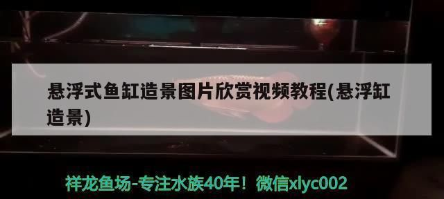元寶鳳凰魚飼料品牌對比：元寶鳳凰魚飼料品牌對比分析