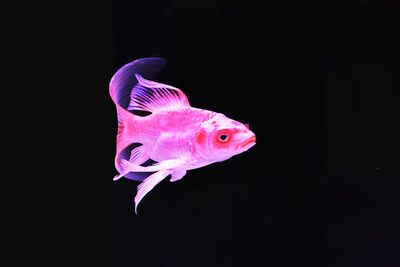 馬印神燈適合蝴蝶鯉嗎：馬印神燈是否適合養殖蝴蝶鯉