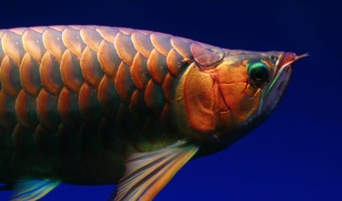 什么叫高背和過背金龍魚圖片對比：“高背金龍魚”和“過背金龍魚”的區(qū)別，如何辨別金龍魚品質