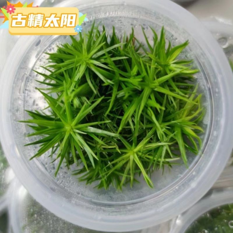 各位大佬，請教一下這到底是什么水草 各位大佬，請教一下這到底是什么水草 龍魚論壇 第3張