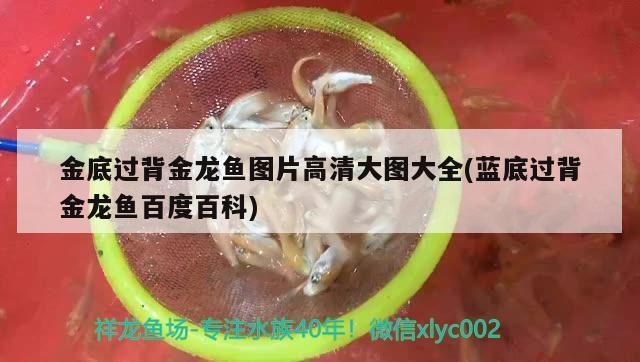 金底過背金龍魚圖片高清大圖大全(藍底過背金龍魚百度百科)