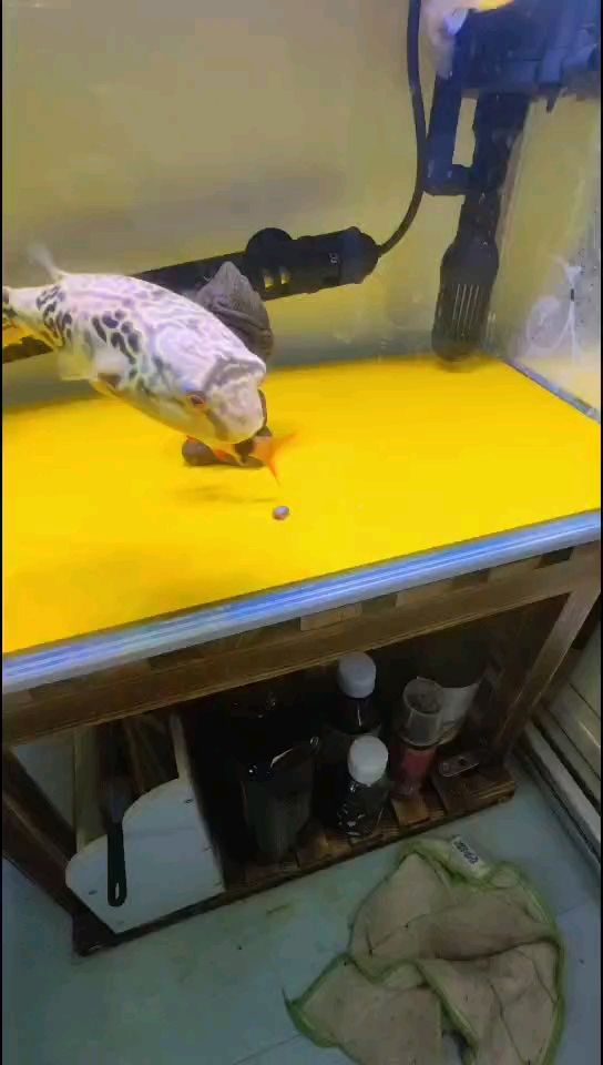 小胖子嗑瓜子