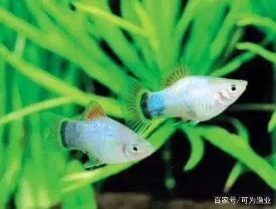 觀賞魚壽命長的種類（熱帶觀賞魚的生態之旅）