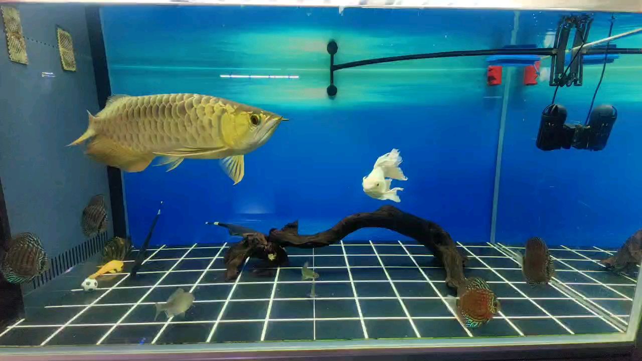 換水1/4后 換水1/4后 龍魚論壇