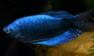 藍龍魚多長時間繁殖一次，藍龍魚的繁殖周期大約為30-40天左右