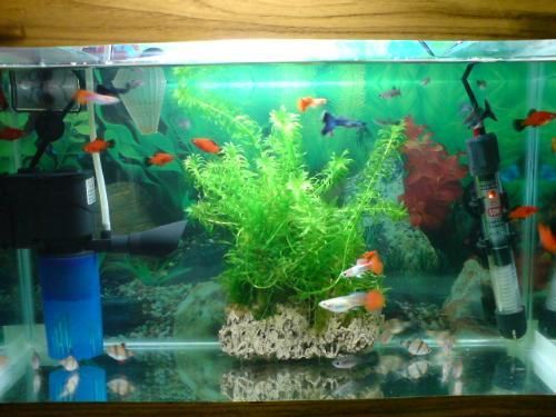 藍(lán)龍魚多長時(shí)間繁殖一次，藍(lán)龍魚的繁殖周期大約為30-40天左右