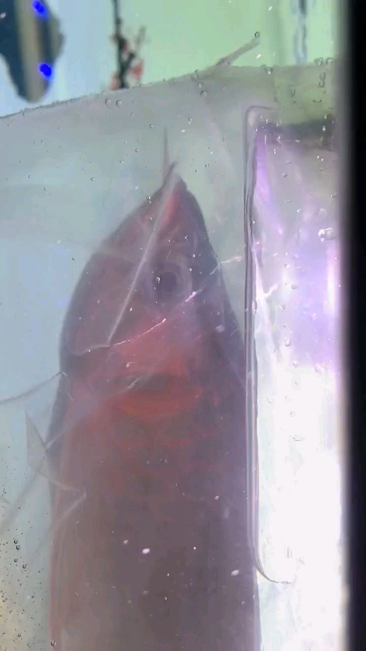 紅頭金龍安全落地 紅頭金龍安全落地 龍魚論壇