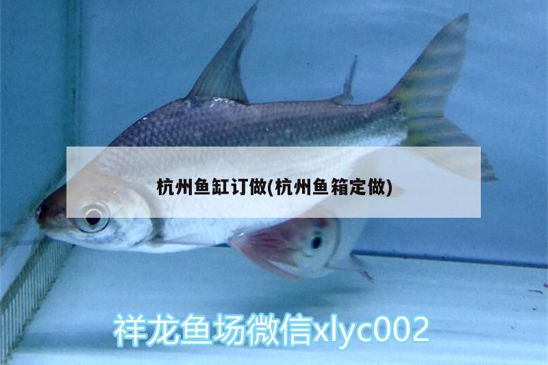 杭州魚缸訂做(杭州魚箱定做) 杭州魚缸訂做(杭州魚箱定做) 觀賞魚百科