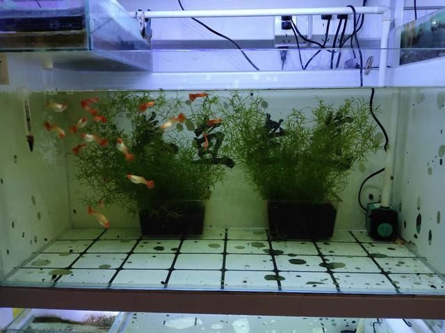 觀賞魚(yú)吃什么食物身體會(huì)發(fā)紅（觀賞魚(yú)的飼料搭配）