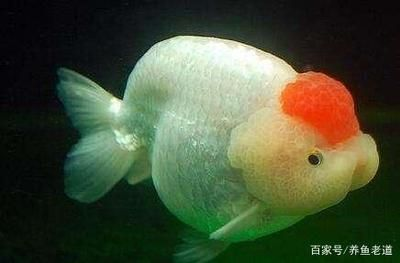 觀賞魚(yú)吃什么食物身體會(huì)發(fā)紅（觀賞魚(yú)的飼料搭配）