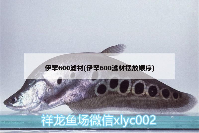 我的虎魚真菌感染了要怎么處理 伊罕600濾材(伊罕600濾材擺放順序) 伊罕水族 伊罕600濾材(伊罕600濾材擺放順序) 伊罕600濾材(伊罕600濾材擺放順序) 伊罕水族