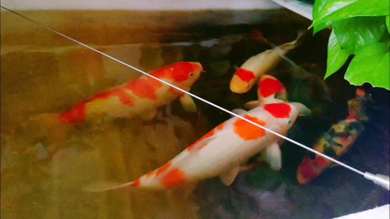 好久好久沒發(fā)視頻了呢！ 好久好久沒發(fā)視頻了呢！ 龍魚論壇