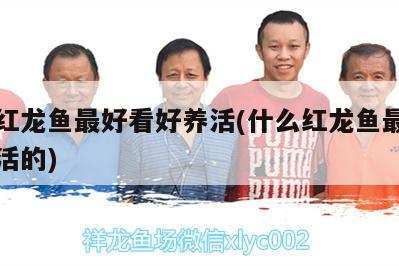 什么紅龍魚最好看好養活(什么紅龍魚最好看好養活的)