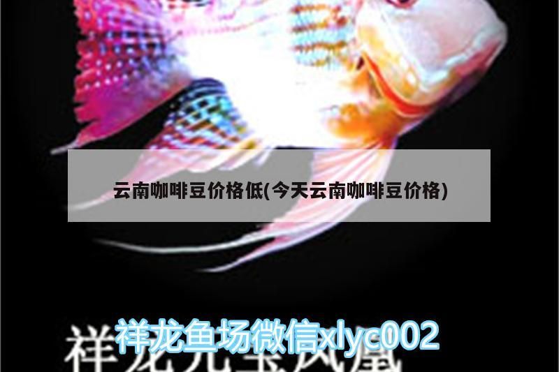 云南咖啡豆價格低(今天云南咖啡豆價格)