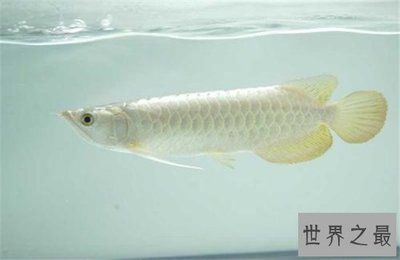 龍魚吃不吃魚vs祥龍魚場：“龍魚吃不吃魚”與“祥龍魚場”對比分析，龍魚與祥龍魚的區別