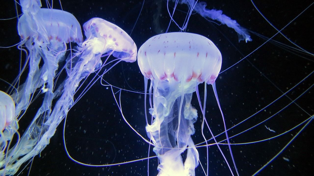 yee魚樂寶魚缸去除氯氣免曬水族箱自來水質穩定片免困水快速養水(魚樂寶能去除自來水氯嗎?) yee魚樂寶魚缸去除氯氣免曬水族箱自來水質穩定片免困水快速養水(魚樂寶能去除自來水氯嗎?) yee 第2張