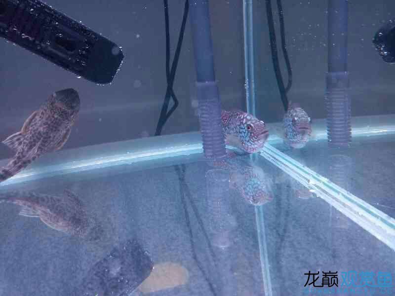 第六期搖一搖中的魚缸相當(dāng)給力仟湖家的 仟湖 第7張 第六期搖一搖中的魚缸相當(dāng)給力仟湖家的 第六期搖一搖中的魚缸相當(dāng)給力仟湖家的 仟湖 第7張