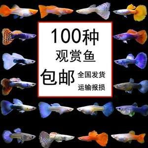 觀賞魚發(fā)貨用什么打氧（水族館設備的選擇與使用） 觀賞魚發(fā)貨用什么打氧（水族館設備的選擇與使用） 廣州孟吉爾 第1張